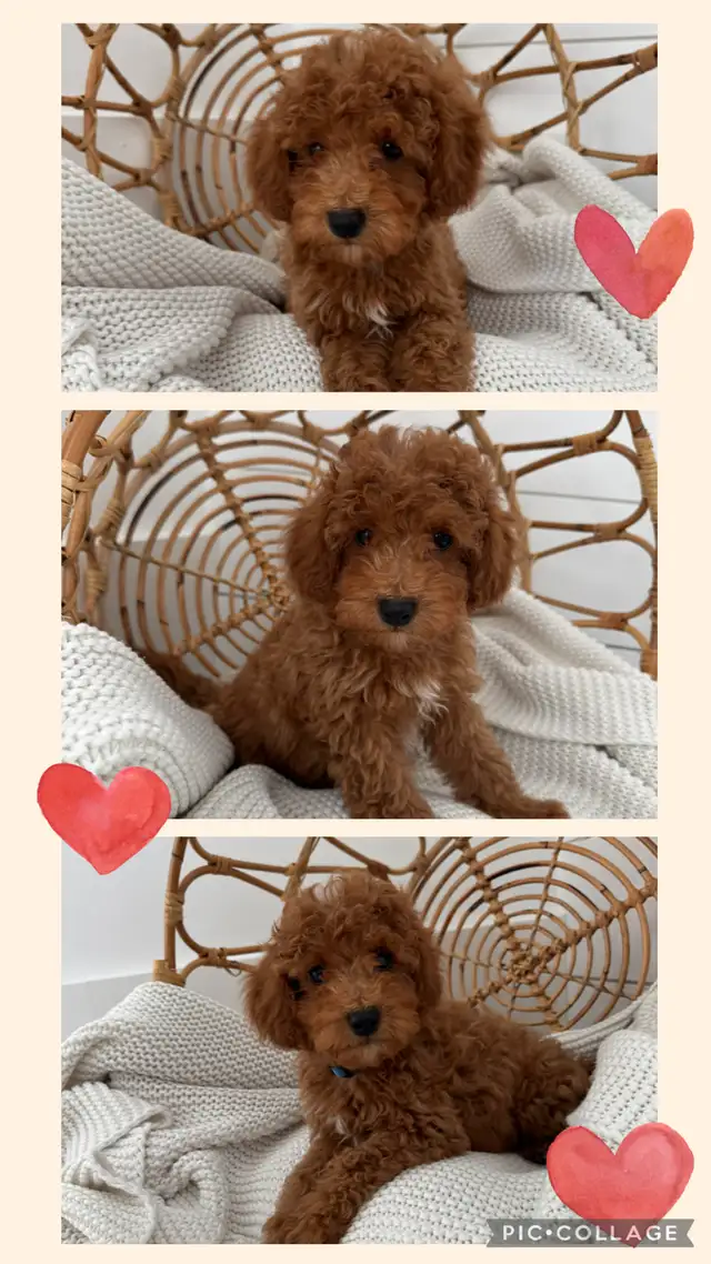 Adorable Cockapoo Puppy for Sale