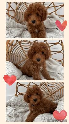 Adorable Cockapoo Puppy for Sale