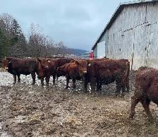 Yearling Red Angus Bulls