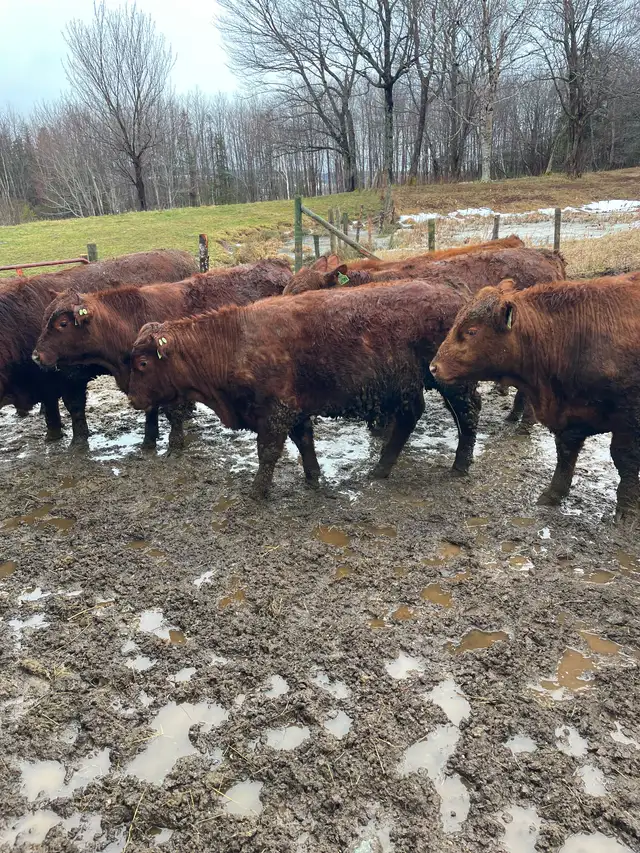 Yearling Red Angus Bulls - Photo 2