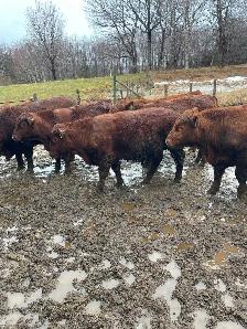 Yearling Red Angus Bulls - Photo 2