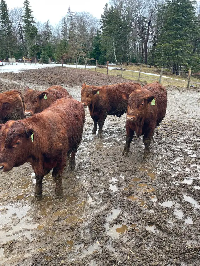Yearling Red Angus Bulls - Photo 3