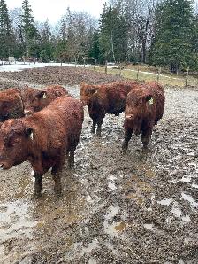 Yearling Red Angus Bulls - Photo 3