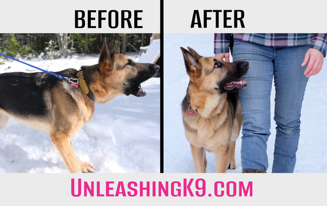 6 Week Board and Train - Spring Offer