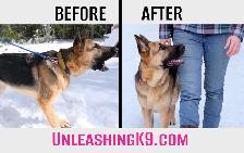 6 Week Board and Train - Spring Offer