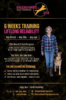 6 Week Board and Train - Spring Offer - Photo 2