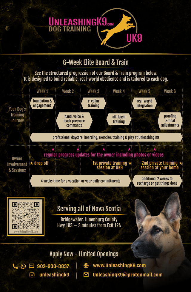 6 Week Board and Train - Spring Offer - Photo 3