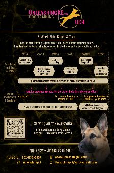 6 Week Board and Train - Spring Offer - Photo 3