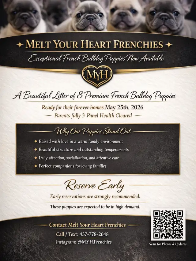 French Bulldog Puppies