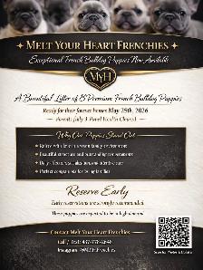 French Bulldog Puppies