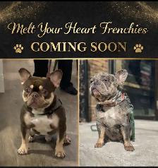 French Bulldog Puppies - Photo 2