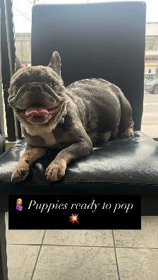 French Bulldog Puppies - Photo 3