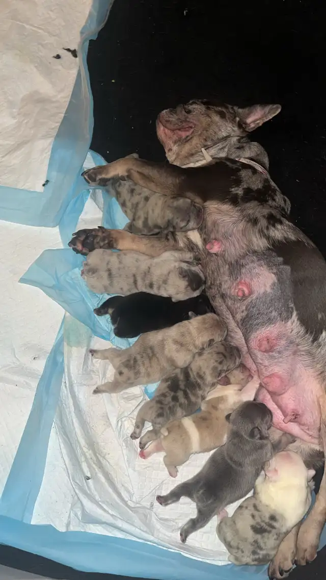 French Bulldog Puppies - Photo 4