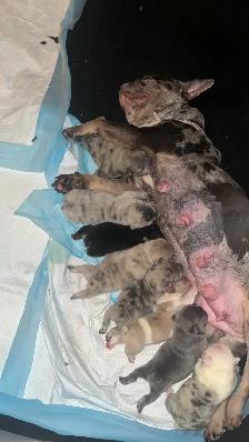French Bulldog Puppies - Photo 4