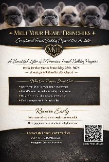 Premium French Bulldog Puppies