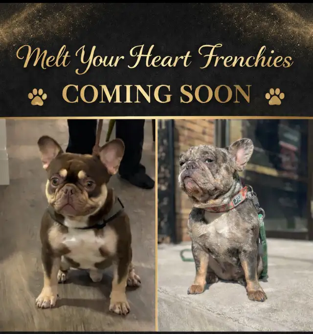 Premium French Bulldog Puppies - Photo 2