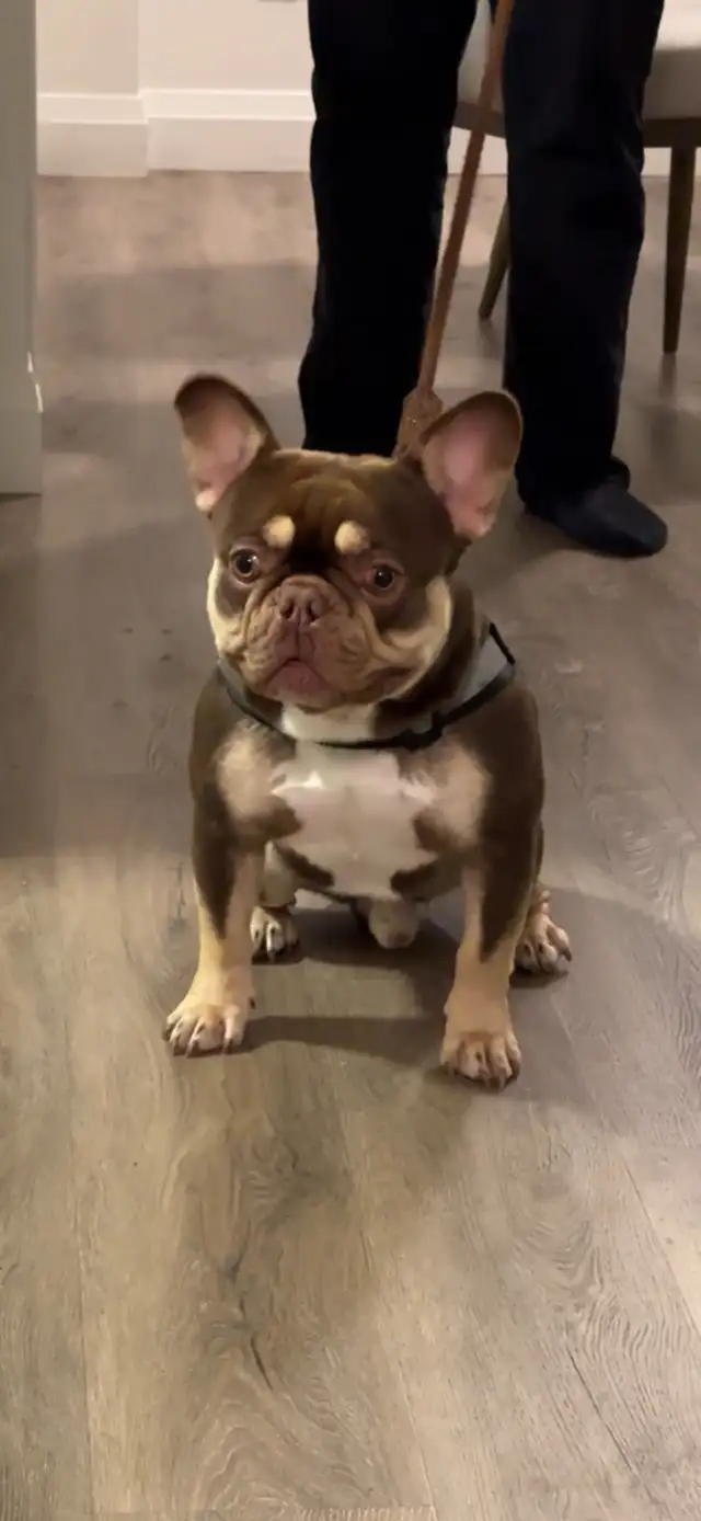 Premium French Bulldog Puppies - Photo 3