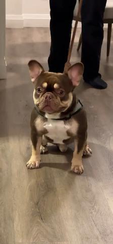 Premium French Bulldog Puppies - Photo 3