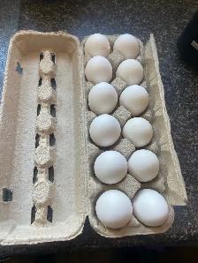 Houdan Hatching Eggs
