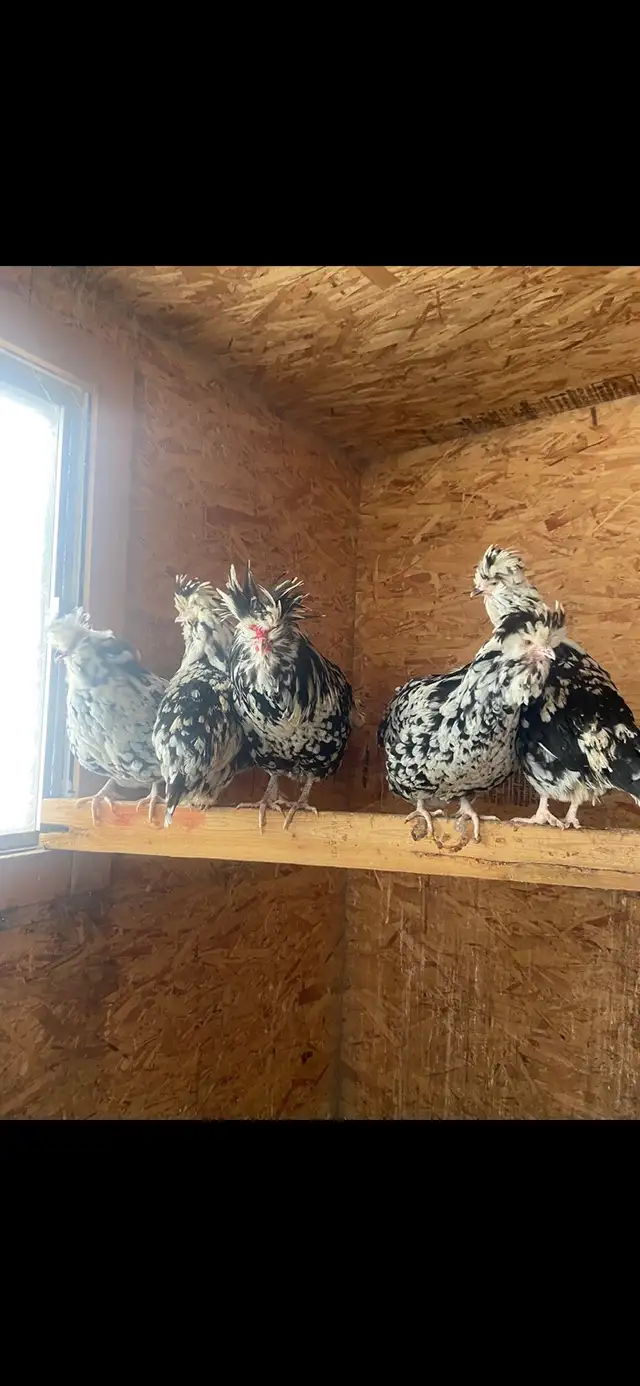 Houdan Hatching Eggs - Photo 2