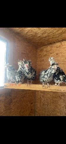 Houdan Hatching Eggs - Photo 2