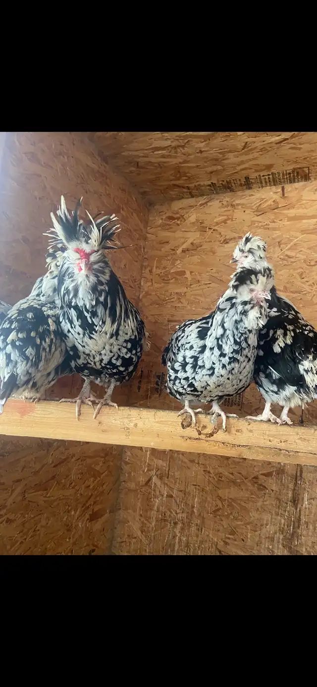 Houdan Hatching Eggs - Photo 3