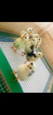 Houdan Hatching Eggs - Photo 4