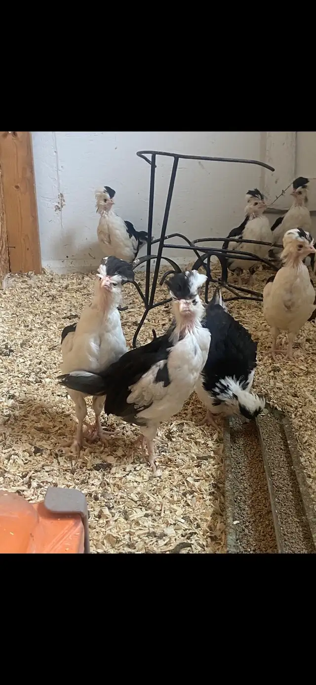 Houdan Hatching Eggs - Photo 5