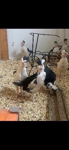 Houdan Hatching Eggs - Photo 5