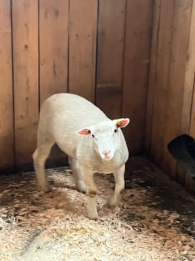 Mouton et agneau - Photo 2