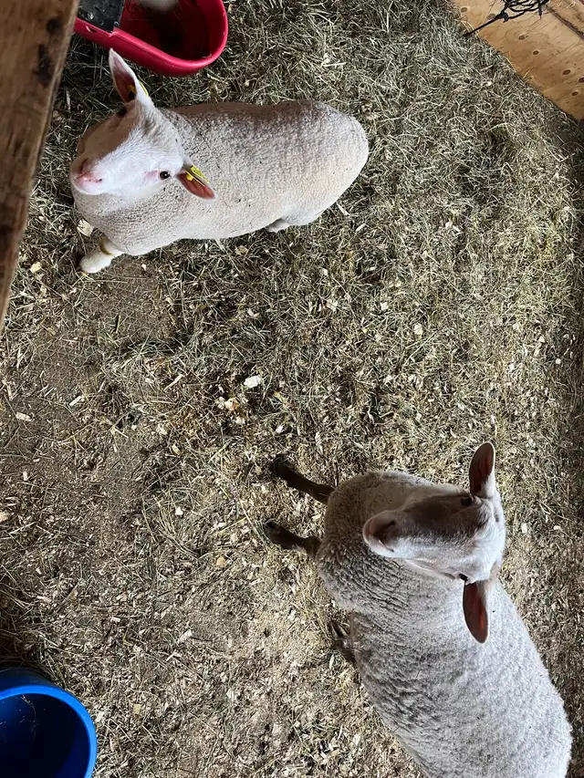 Mouton et agneau - Photo 3