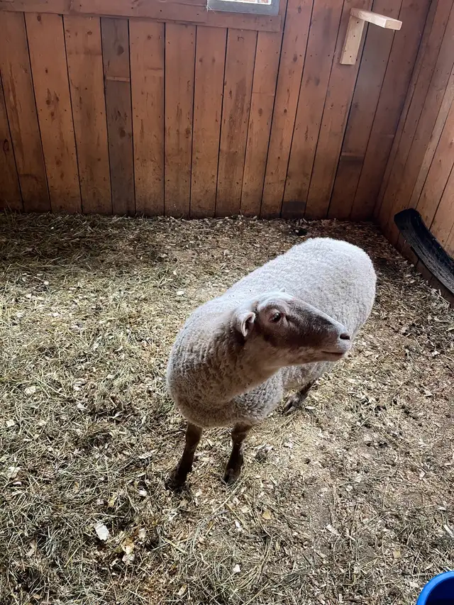 Mouton et agneau - Photo 4