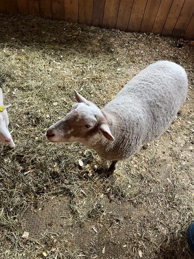 Mouton et agneau - Photo 5