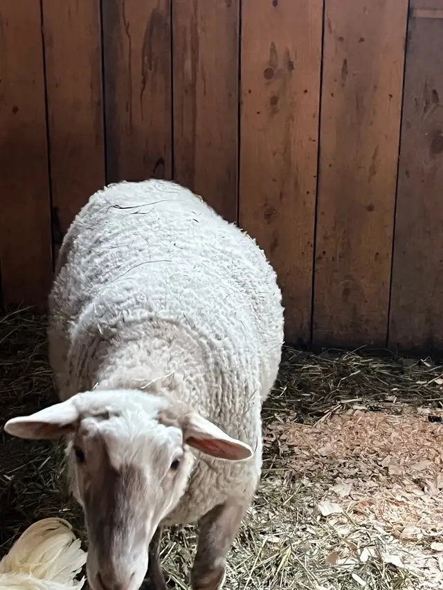 Mouton et agneau - Photo 7