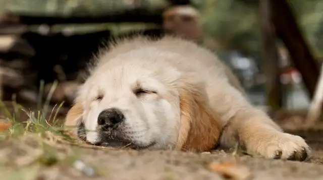 CKC Golden Retriever Puppies