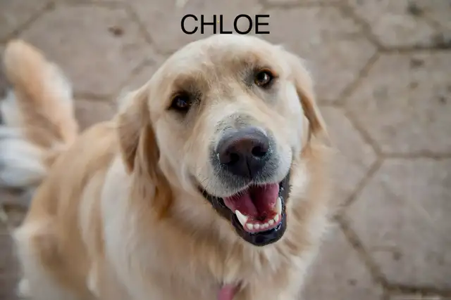 CKC Golden Retriever Puppies - Photo 2