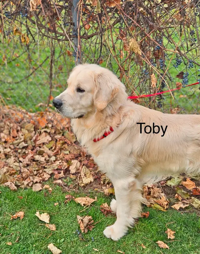 CKC Golden Retriever Puppies - Photo 3