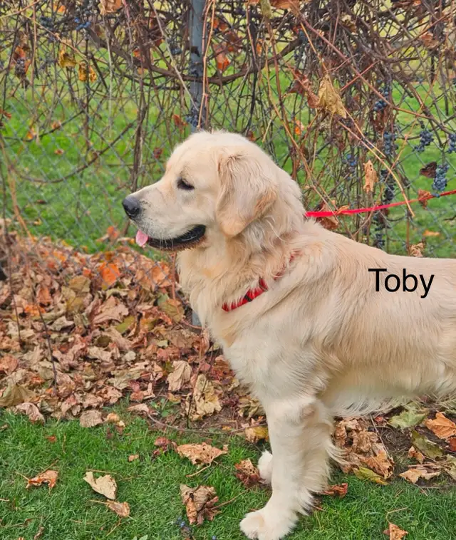 CKC Golden Retriever Puppies - Photo 4