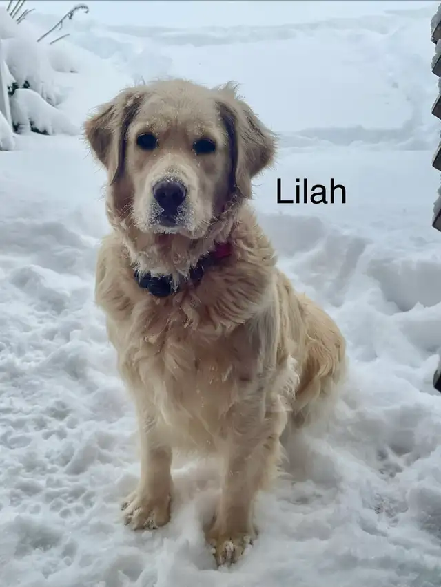 CKC Golden Retriever Puppies - Photo 5