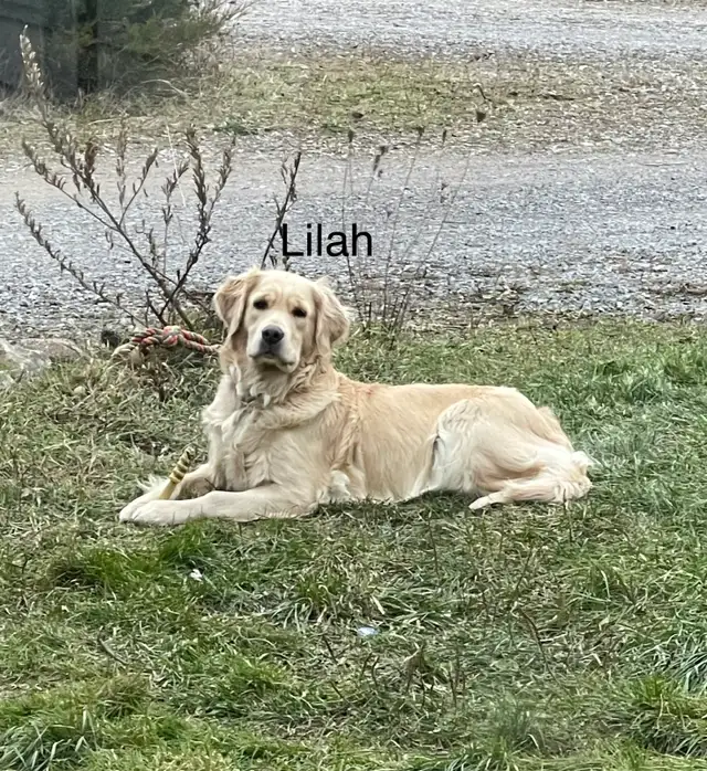 CKC Golden Retriever Puppies - Photo 6