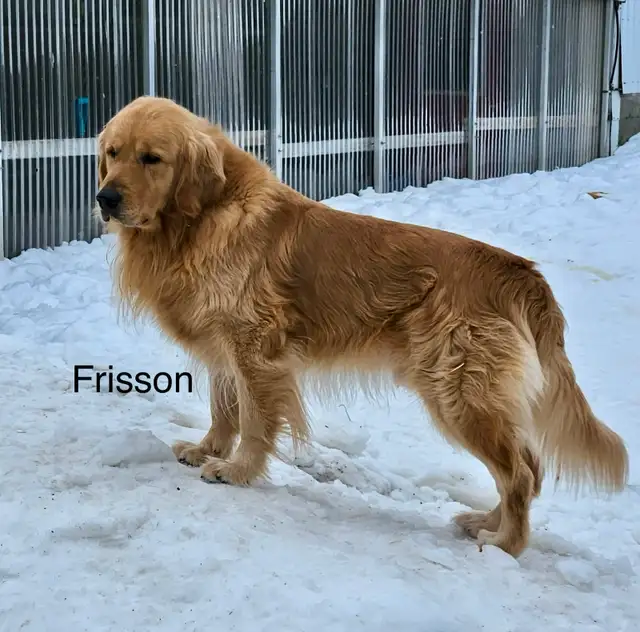 CKC Golden Retriever Puppies - Photo 7