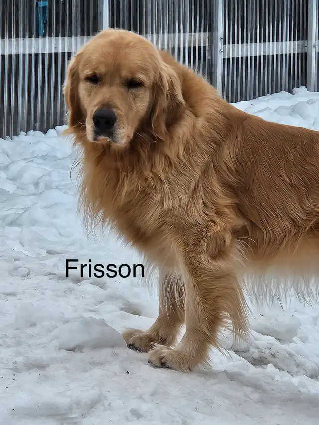 CKC Golden Retriever Puppies - Photo 8