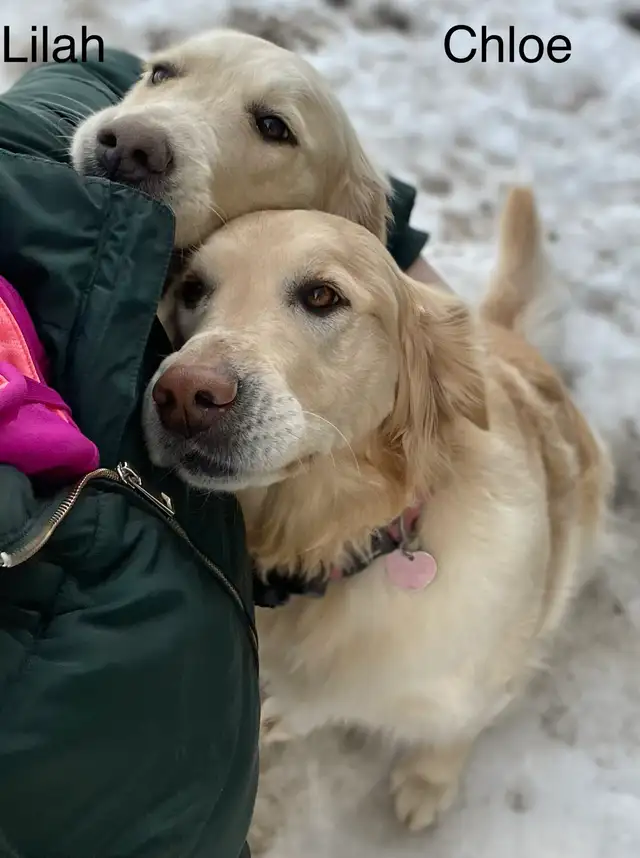 CKC Golden Retriever Puppies - Photo 10