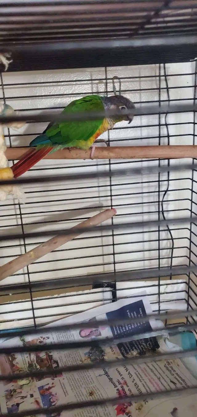 male conure 1 year old $200