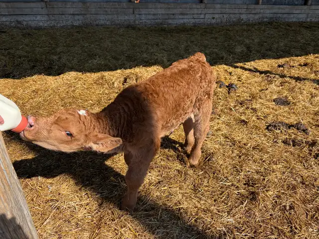 calf for sale