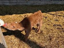 calf for sale