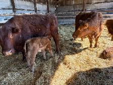 calf for sale - Photo 2
