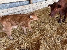 calf for sale - Photo 3