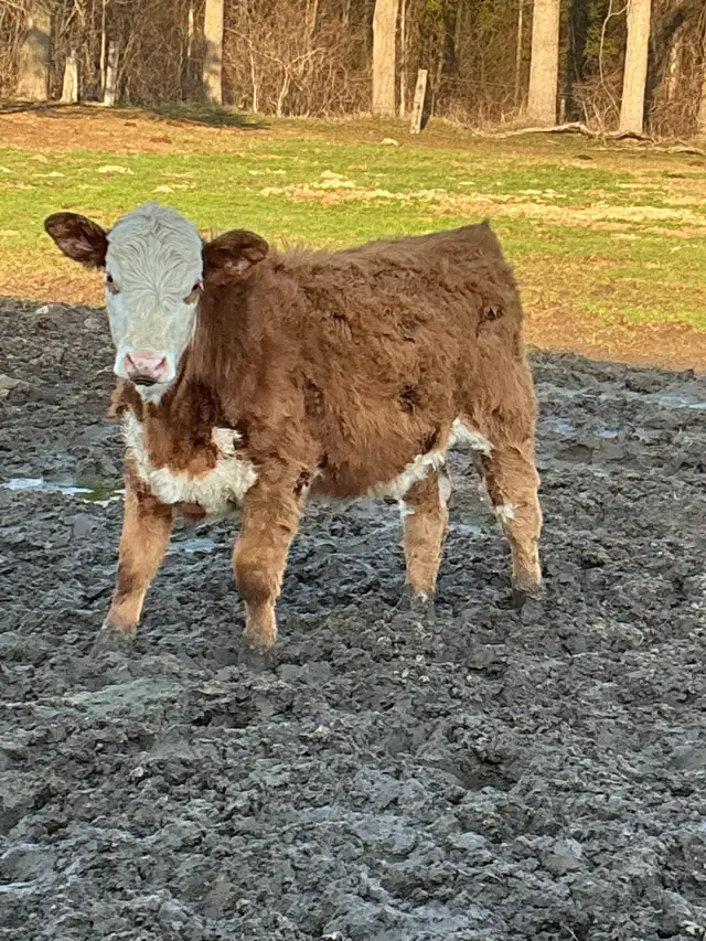 BEEF stockers (bulls and heifers) for sale