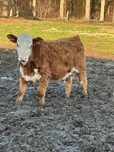 BEEF stockers (bulls and heifers) for sale